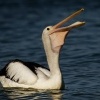Pelikan australsky - Pelecanus conspicillatus - Australian Pelican 5425